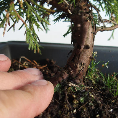 Outdoor bonsai - Juniperus chinensis Itoigava-chiński jałowiec VB2019-26907 - 3