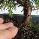 Outdoor bonsai - Juniperus chinensis Itoigava-chiński jałowiec VB2019-26907 - 3/3