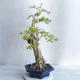 Kryty bonsai - Duranta erecta aurea - 3/4