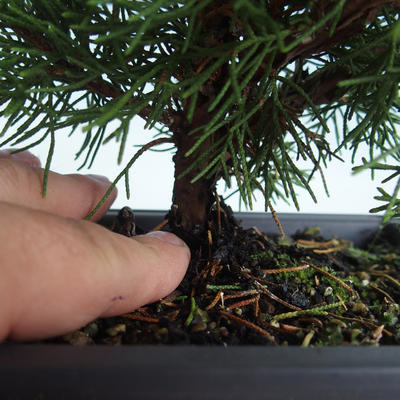 Outdoor bonsai - Juniperus chinensis Itoigava-chiński jałowiec VB2019-26913 - 3