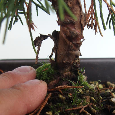 Outdoor bonsai - Juniperus chinensis Itoigava-chiński jałowiec VB2019-26914 - 3