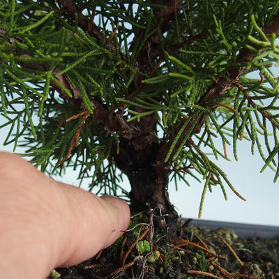 Outdoor bonsai - Juniperus chinensis Itoigava-chiński jałowiec VB2019-26918 - 3