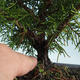 Outdoor bonsai - Juniperus chinensis Itoigava-chiński jałowiec VB2019-26918 - 3/3