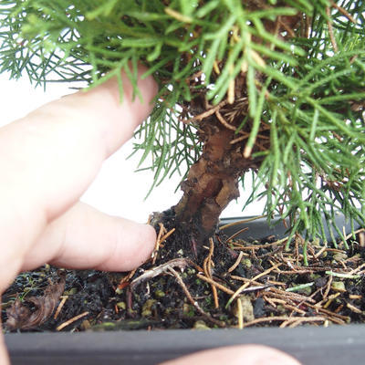 Outdoor bonsai - Juniperus chinensis Itoigava-chiński jałowiec VB2019-26922 - 3