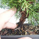 Outdoor bonsai - Juniperus chinensis Itoigava-chiński jałowiec VB2019-26922 - 3/3