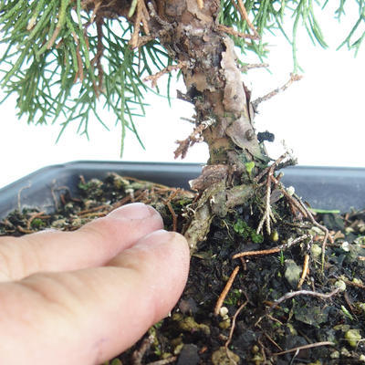 Outdoor bonsai - Juniperus chinensis Itoigava-chiński jałowiec VB2019-26923 - 3