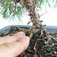 Outdoor bonsai - Juniperus chinensis Itoigava-chiński jałowiec VB2019-26923 - 3/3