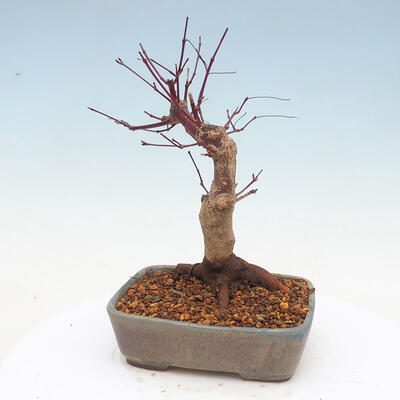 Outdoor bonsai - Klon palmatum DESHOJO - Klon japoński - 3