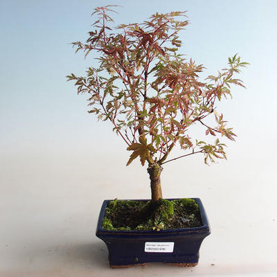 Outdoor bonsai - Acer palmatum Butterfly VB2020-696 - 3