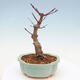 Outdoor bonsai - Klon palmatum DESHOJO - Klon japoński - 3/6