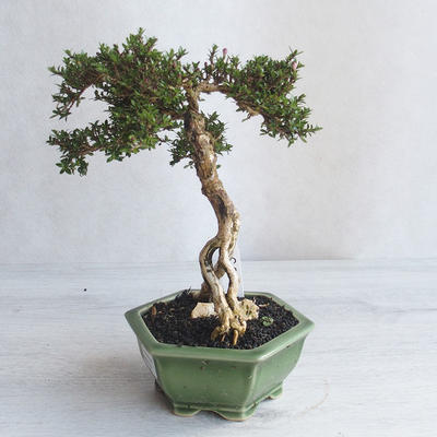 Kryte bonsai - Serissa japonica - drobnolistna - 3