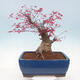 Bonsai outdoor - Maple palmatum DESHOJO - Liść palmy klonowej - 3/6
