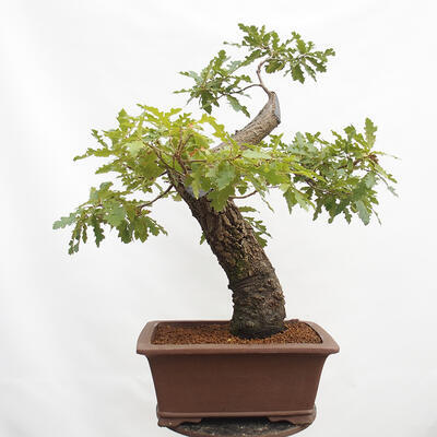 Bonsai zewnętrzne Quercus Cerris - Dąb Cer - 3