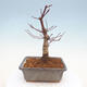 Outdoor bonsai - Klon palmatum DESHOJO - Klon japoński - 3/6