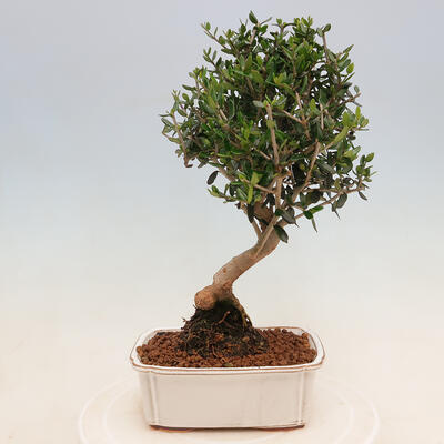 Bonsai do wnętrz - Olea europaea sylvestris - europejska oliwa drobnolistna - 3
