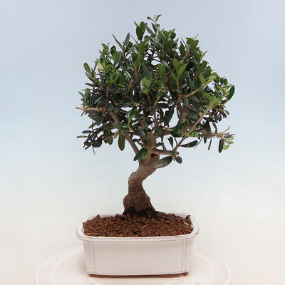 Bonsai do wnętrz - Olea europaea sylvestris - europejska oliwa drobnolistna - 3