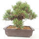 Bonsai ogrodowe - Pinus thunbergii - Sosna Thunberg - 3/4