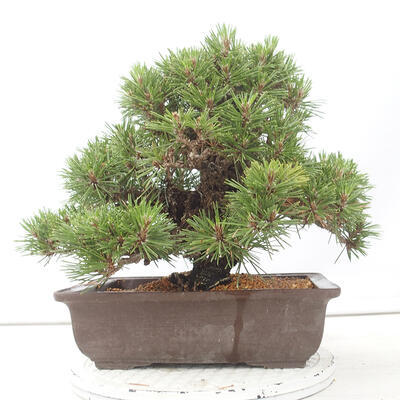 Bonsai ogrodowe - Pinus thunbergii - Sosna Thunberg - 3