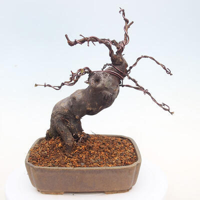 Outdoor bonsai - Pseudocydonia sinensis - Pigwa chińska - 3