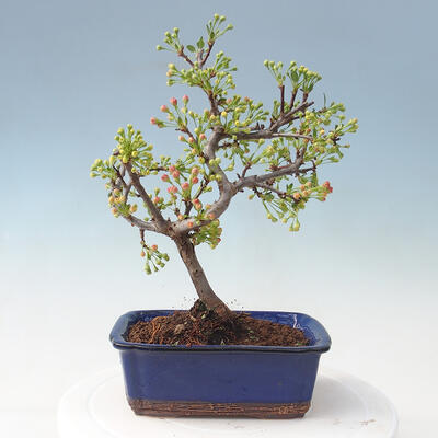 Outdoor bonsai - Malus sargentii - Jabłoń drobnoowocowa - 3