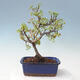 Outdoor bonsai - Malus sargentii - Jabłoń drobnoowocowa - 3/6