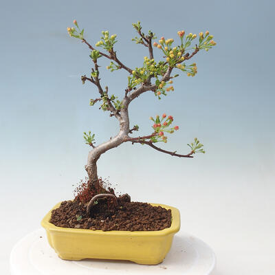 Outdoor bonsai - Malus sargentii - Jabłoń drobnoowocowa - 3