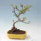 Outdoor bonsai - Malus sargentii - Jabłoń drobnoowocowa - 3/6