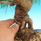 Pinus thunbergii - Sosna thunbergova - 3/3