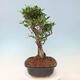 Kryty bonsai - Ficus kimmen - figowiec drobnolistny - 3/5