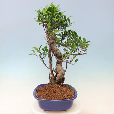 Kryty bonsai - Ficus kimmen - figowiec drobnolistny - 3