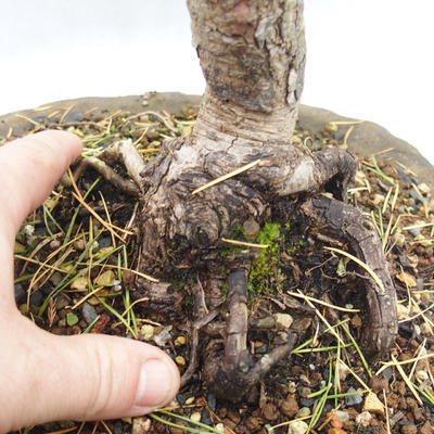 Outdoor bonsai lasu -Borovice - Pinus sylvestris - 3