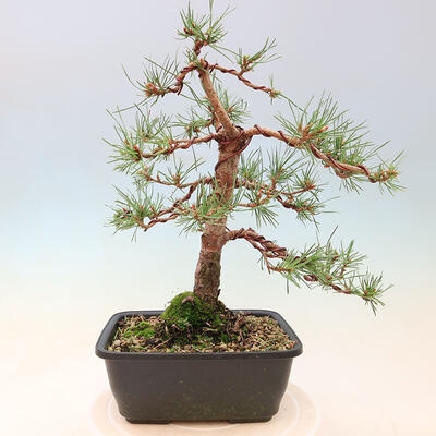 Outdoor bonsai - Pinus Sylvestris - sosna zwyczajna - 3