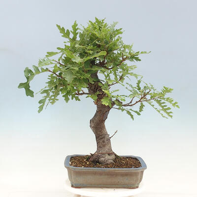 Freilandbonsai Quercus Cerris - Eiche Cer - 3