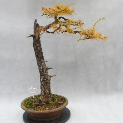 Outdoor bonsai -Modřín opadavý- Larix decidua - 3