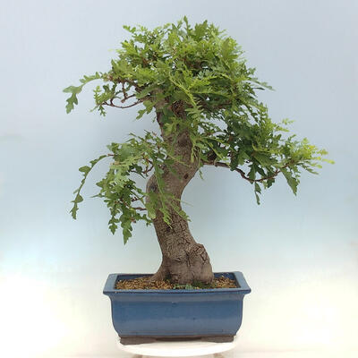 Freilandbonsai Quercus Cerris - Eiche Cer - 3