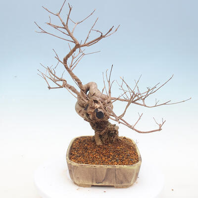 Outdoor bonsai - piękny Callicarpa - 3