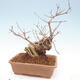 Outdoor bonsai - piękny Callicarpa - 3/6