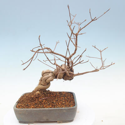 Outdoor bonsai - piękny Callicarpa - 3