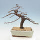 Outdoor bonsai -Larix decidua - modrzew - 3/4