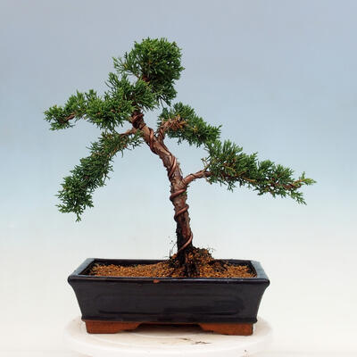 Outdoor bonsai - Juniperus chinensis Kishu-Chinese Juniper - 3