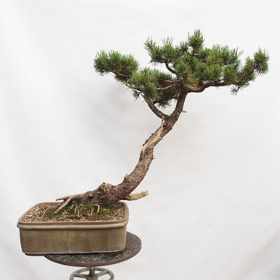 Bonsai zewnętrzne - Sosna błotna - Pinus uncinata - 3