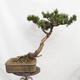 Bonsai zewnętrzne - Sosna błotna - Pinus uncinata - 3/5