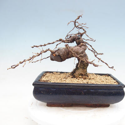 Outdoor bonsai -Larix decidua - modrzew - 3