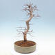 Outdoor bonsai -Carpinus CARPINOIDES - Koreański Grab - 3/5
