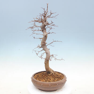 Outdoor bonsai -Carpinus CARPINOIDES - Koreański Grab - 3