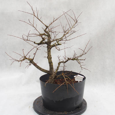 Outdoor bonsai Clay - liście - parviflora Ulmus - 3
