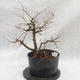 Outdoor bonsai Clay - liście - parviflora Ulmus - 3/4