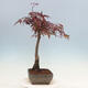 Outdoor bonsai - Acer palmatum Atropurpureum - Czerwony klon palmowy - 3/4