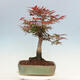 Outdoor bonsai - Acer palmatum Atropurpureum - Czerwony klon palmowy - 3/5
