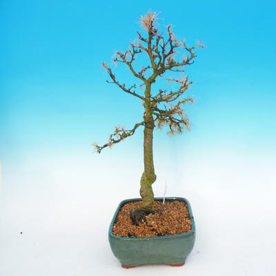 Outdoor bonsai -Modřín-liściasty Larix decidua - 3